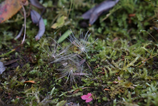 苔の上のケサランパサラン